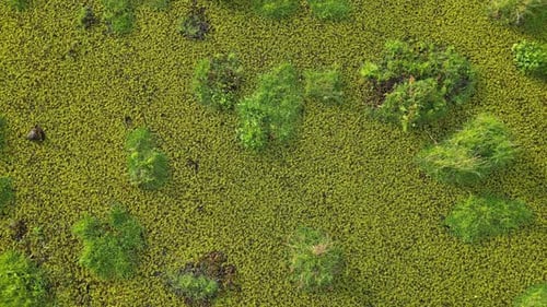 An aerial view of a grassy area with bush at wetland