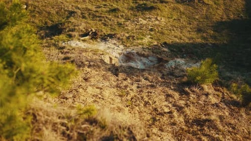 Trockener Boden mit Tannenzweigen, gemahlen unter Sonnenschein in der Waldsteppe, frühe Frühlingstextur