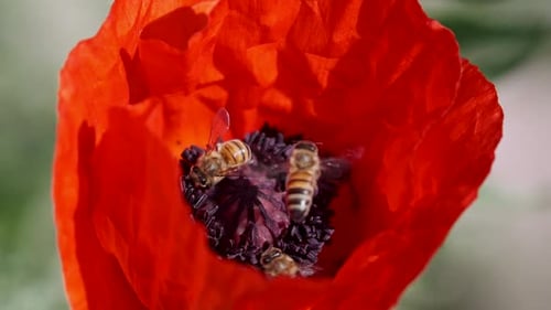 Close-up of bees, pollinating, a poppy flower in Wyoming