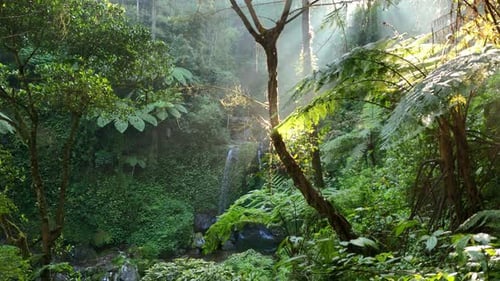 Malerischer Regenwaldwasserfall, umgeben von üppigem Grün und morgendlichen Sonnenstrahlen.