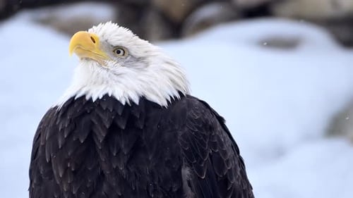 Bald Eagle Stands in Snow