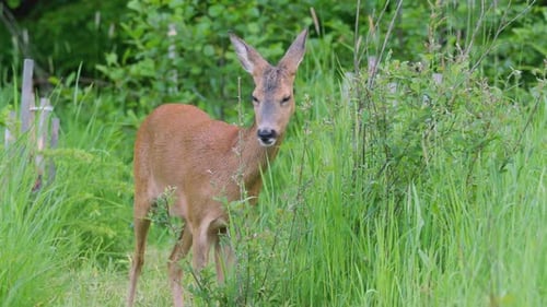 Roe deer in forest, Capreolus capreolus. Wild roe deer in nature.