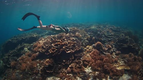 Woman freediver swims underwater along the vivid coral reef in the Komodo National Park in Indonesia