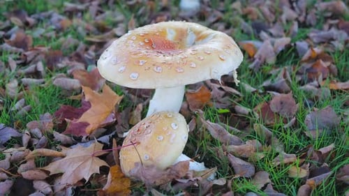 Close-up of dew-speckled mushrooms among autumn leaves on forest floor, serene natural scene