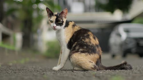 Adorable domestic Calico Cat, feline common breeds, tri-coloured coat