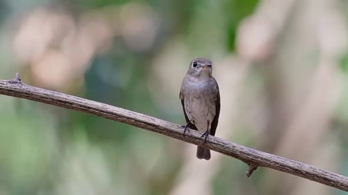 Der Asian Brown Flycatcher ist ein kleiner Sperlingsvogel, der in Japan, Himalaya und Sibirien brütet; migr