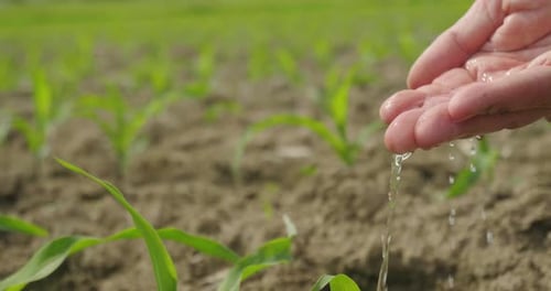 Hand Waters Young Crops in a Rural Field