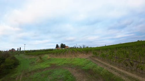 Vineyards aerial view