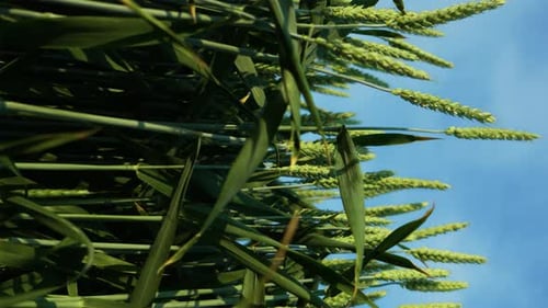 Campo de trigo verde de alto rendimiento que sopla con viento suave, cultivos de cereales en suelos fértiles de cerca