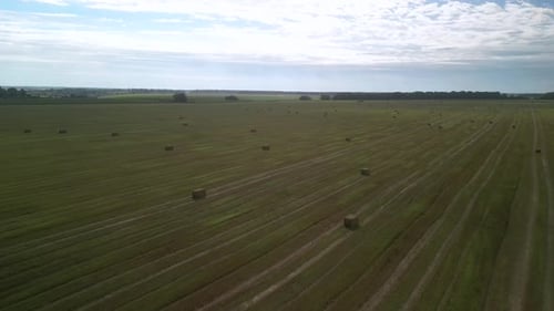 Yellow field with harvested wheat and hay bales. Aerial view of the field with square bales