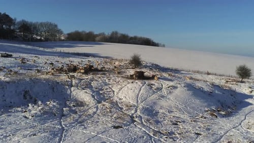 Sheep grazing snow covered countryside farmland meadow rural hill deep snowfall aerial