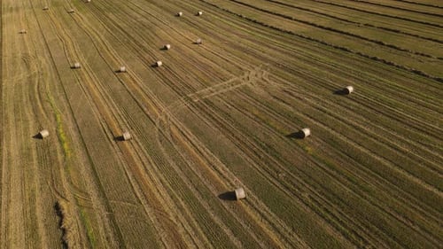 Aerial Panoramic View on the Wheat Field with Haystacks Drone is Flying Backward Reversing Shot
