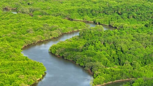 Thailand mangrove forests from a drone aerial view.