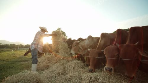 A slow-motion scene of an Asian male farmer in a rural area feeding a herd of cows with hay
