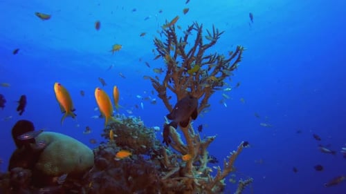 Coral Reef Fish Scene