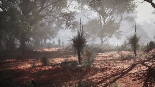 Misty Forest Landscape Panning Through Red Soil and Trees