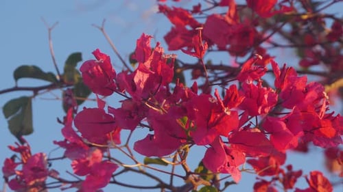 Close-up of pink Bougainvillea flowers on blue background with afternoon sunlight