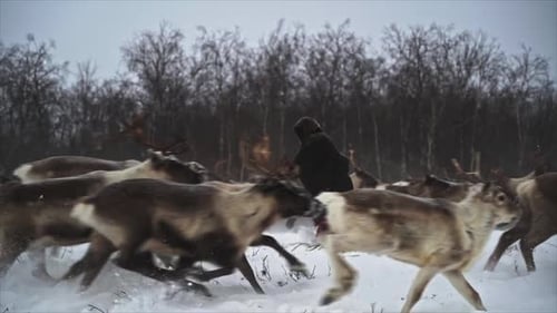 Reindeer Herd Running Through Snowy Winter Field