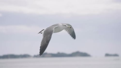 Seagull Soaring Above The Water On A Fine Weather. close up