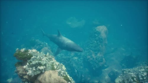 The Great White Shark Appears Near the Coral Reef