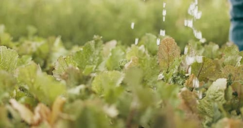 Person, watering and lettuce for farming with agriculture, gardening and vegetables growth