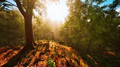 Wald von Bäumen, beleuchtet von Sonnenstrahlen im Nebel