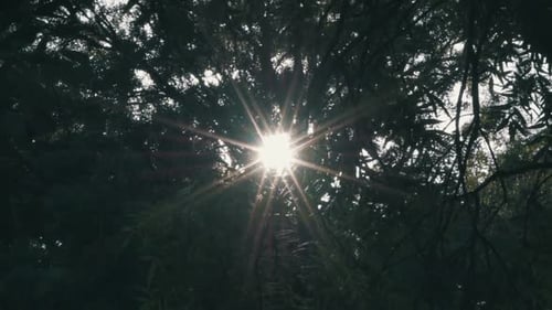 Sun Shining Through Trees In The Forest