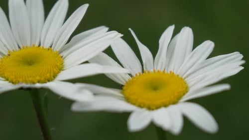 Chamomile White Daisy Flowers in a Summer Field at Sunset Silhouette of Blooming Chamomile Flowers