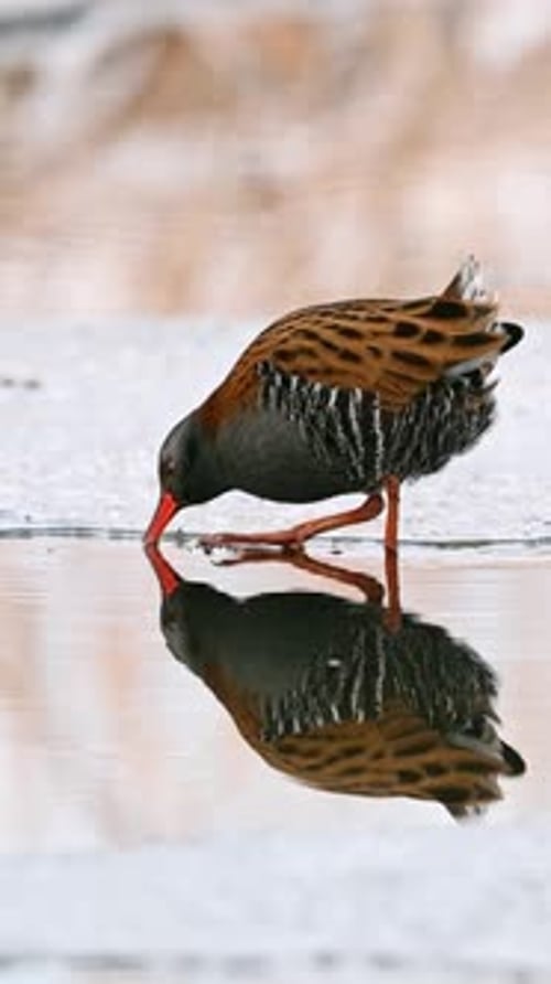 Water Rail Drinking Reflecting in Pool