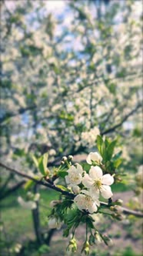 White Blooming Cherry Flowers and Buds on Branch with Green Leaves Closeup