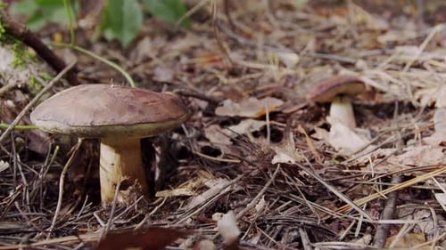 Ripe porcini mushrooms (boletus or cep) in an autumn forest.