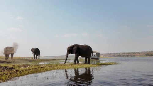 African Elephant At Chobe National Park In Kasane Botswana. African Animals Background. Wildlife Lan