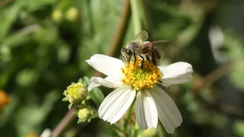 Biene arbeitet im Winter an Feldblumen