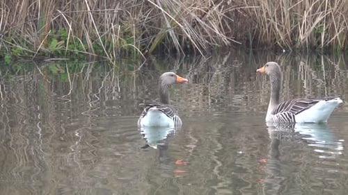 2 grey geese swimming on a lake