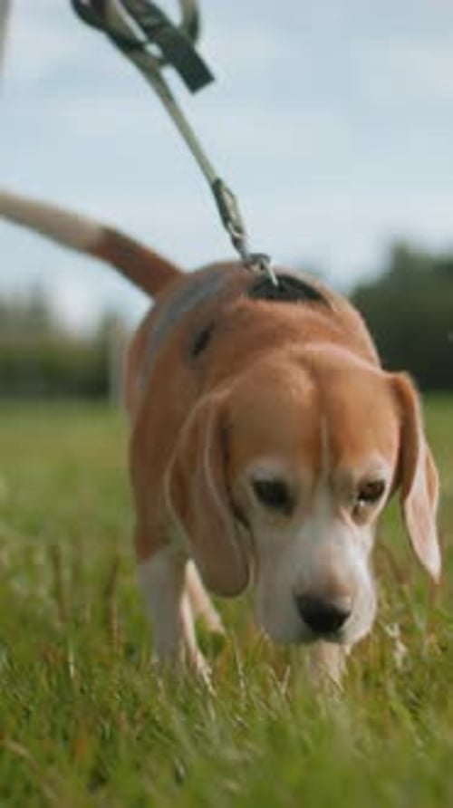 Curious Beagle Explores Sunny Field Pet Dog Sniffs Grass Near Owner During Walk Friendly Dog