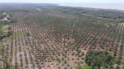 Drone flying over coconut plantation. Aerial view of coconut palm trees in palm grove on tropical is