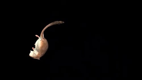 3D Animated Rat Playing Dead Wiggling on Back