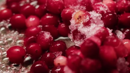 Frozen Cranberries in Snow for Tea Background Close Up of Cranberry Berries in Winter Park Ice