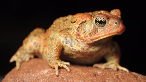 Close-up shot of an American Toad