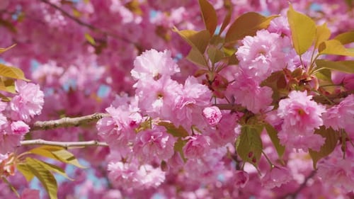 Pink flowers on the tree of flowering Sakura. Cherry blossom in spring.