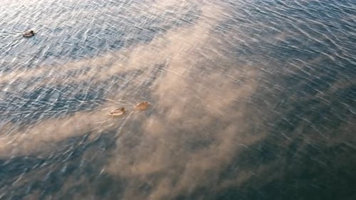 Steam Fog On The Lake With Mallard Ducks Swimming In The Water During Winter In Oslo, Norway. - aeri