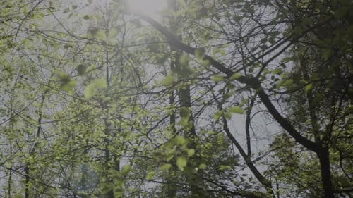 The calming scene in the forest in early spring with the sunlight going through in between the tree