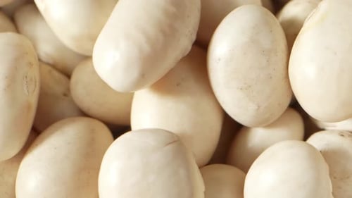 Close Up of a Pile of White Beans