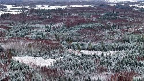 Aerial view of a vast snow covered winter forest landscape from above