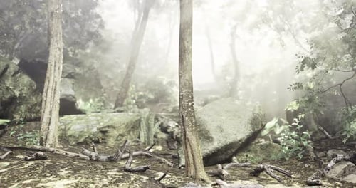 Misty Forest Clearing with Rocks and Trees During Early Morning Light