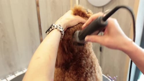 Groomer Trimming Golden Poodle with Electric Clippers