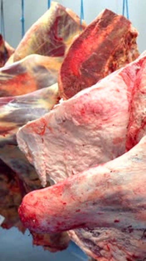 Viande rouge dans une chambre froide d'une usine