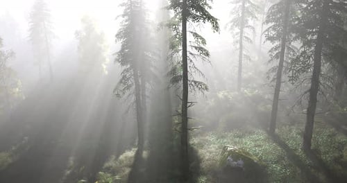 Sunlight Filters Through Trees in a Misty Forest During Early Morning Hours