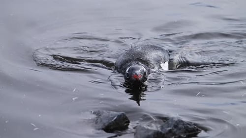 Penguin Swimming in Sea Water in Southern Ocean in Antarctica on Wildlife and Animal Antarctic Penin