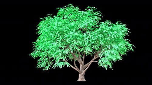 Kornus-Baum
